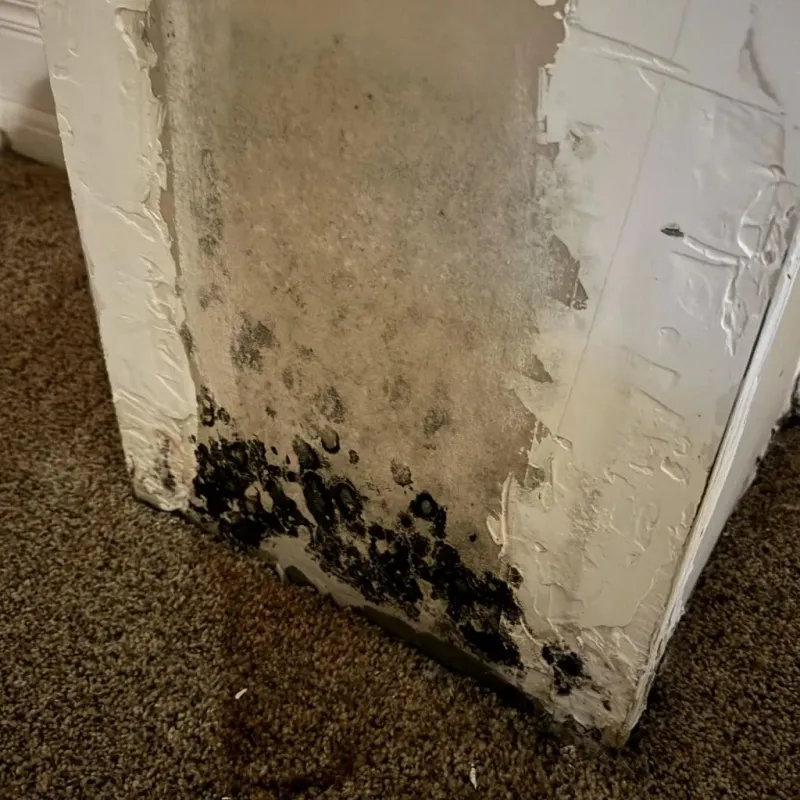 Professional Mold Removal in Montclair, VA